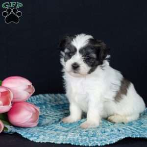 Patches (Tiny), Teddy Bear Puppy
